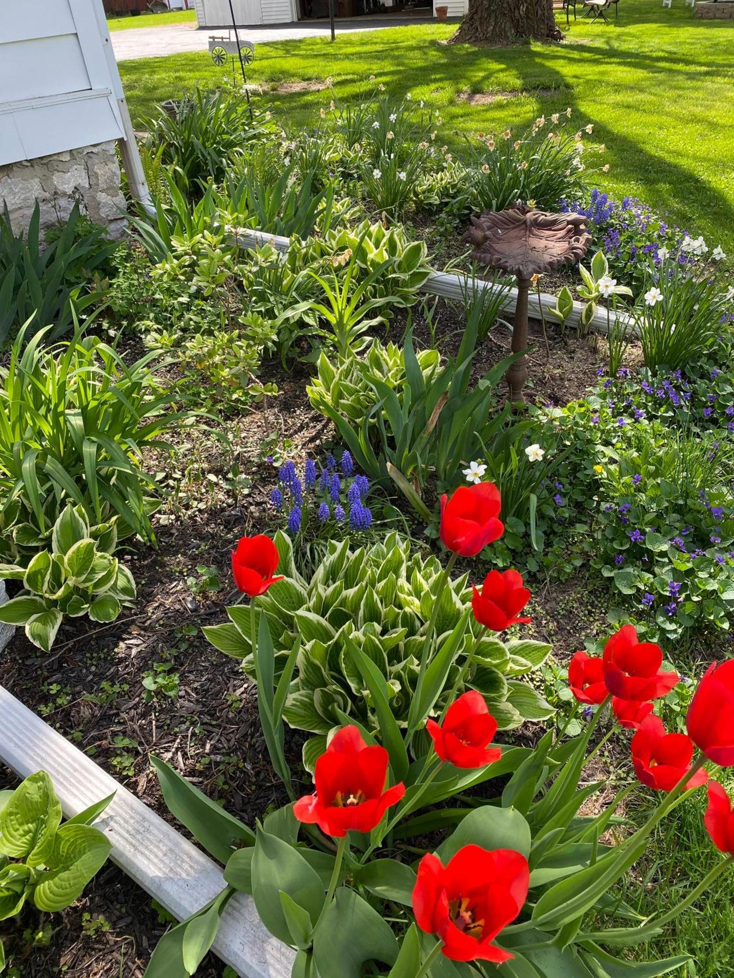 The Vine Bed & Breakfast, Llc Dundee Esterno foto